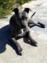 Lost Female Dog last seen Murray ridge Rd , San Diego, CA 92123