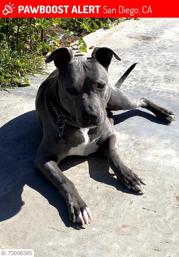 Lost Female Dog last seen Murray ridge Rd , San Diego, CA 92123