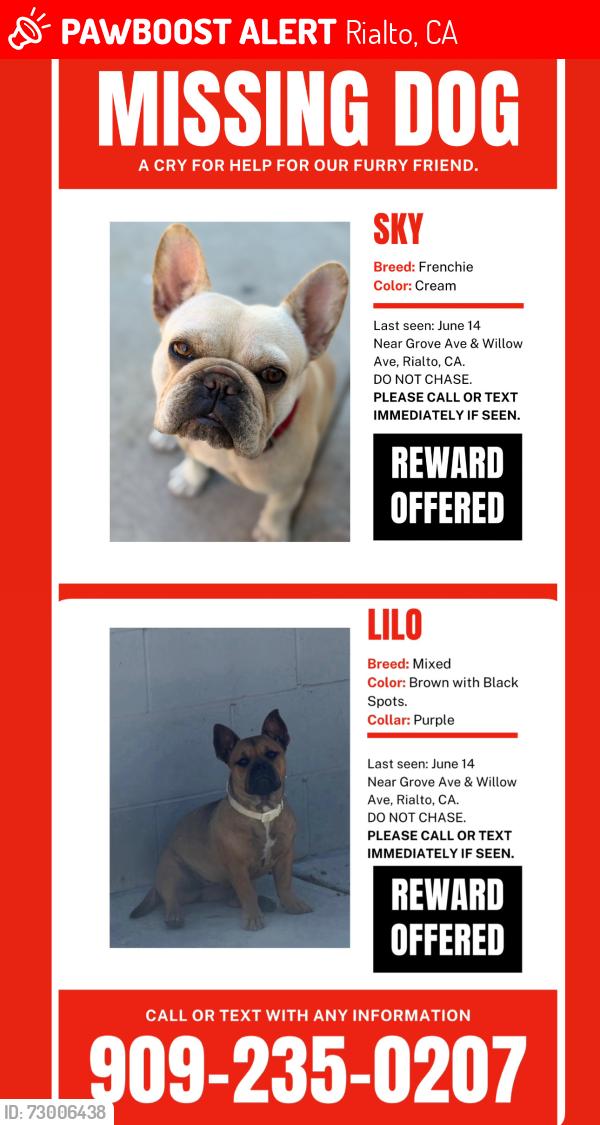 Lost Female Dog last seen Cardenas Markets on foothill , Rialto, CA 92376