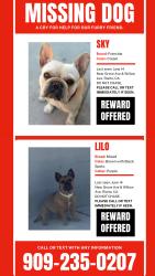 Lost Female Dog last seen Cardenas Markets on foothill , Rialto, CA 92376