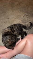 Found/Stray Female Cat last seen Across from quik trip, Tulsa, OK 74133