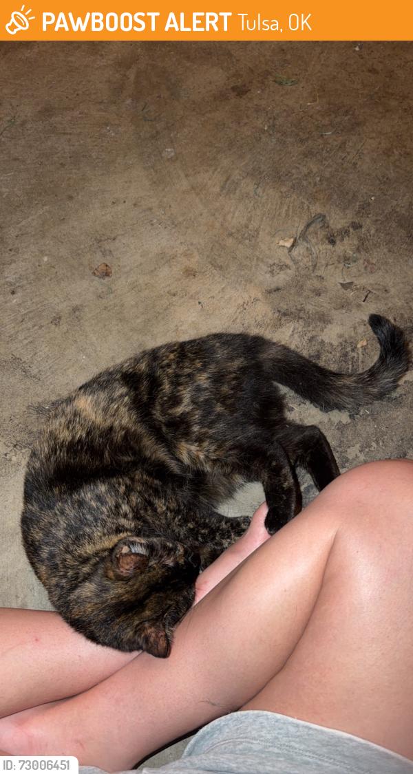 Found/Stray Female Cat last seen Across from quik trip, Tulsa, OK 74133