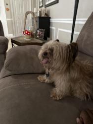 Found/Stray Unknown Dog last seen Carrot Street, Port St. Lucie, FL 34952