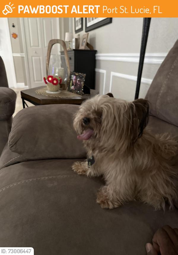 Found/Stray Unknown Dog last seen Carrot Street, Port St. Lucie, FL 34952