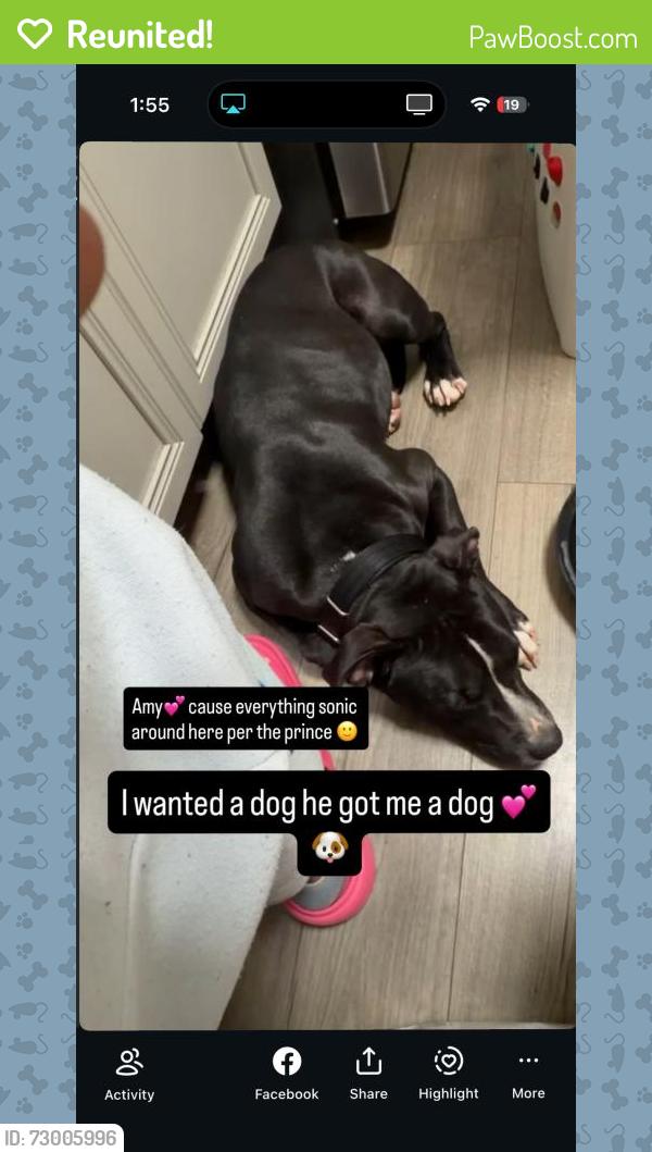 Reunited Female Dog last seen Prospect Pl, Brooklyn, NY, USA, Brooklyn, NY 11216