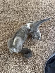 Lost Female Cat last seen Nighthawk way , Murrieta, CA 92562