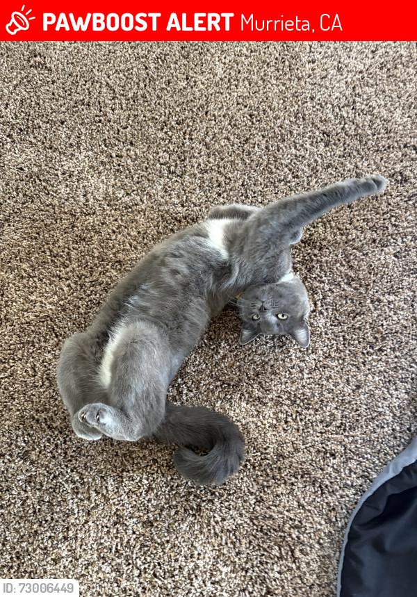 Lost Female Cat last seen Nighthawk way , Murrieta, CA 92562