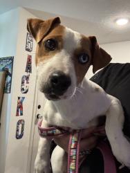 Found/Stray Male Dog last seen Dunkin’ on Airoso and St James, Port St. Lucie, FL 34983