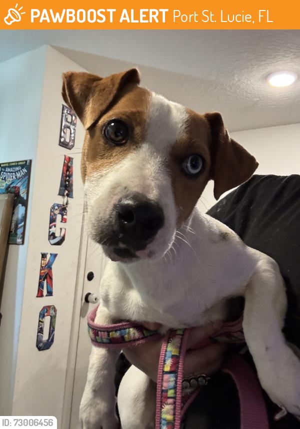 Found/Stray Male Dog last seen Dunkin’ on Airoso and St James, Port St. Lucie, FL 34983