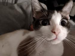 Lost Female Cat last seen Theodore Ave, Kathleen Ave, Dayton, OH 45405
