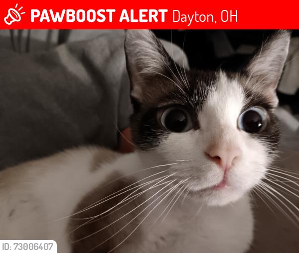 Lost Female Cat last seen Theodore Ave, Kathleen Ave, Dayton, OH 45405