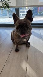 Reunited Female Dog last seen Financial Station Metromover Entrance, Miami, FL 33131
