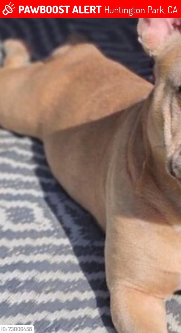 Lost Male Dog last seen Gifford ave Huntington park 90255, Huntington Park, CA 90255