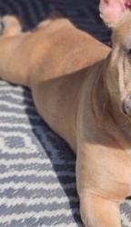 Lost Male Dog last seen Gifford ave Huntington park 90255, Huntington Park, CA 90255