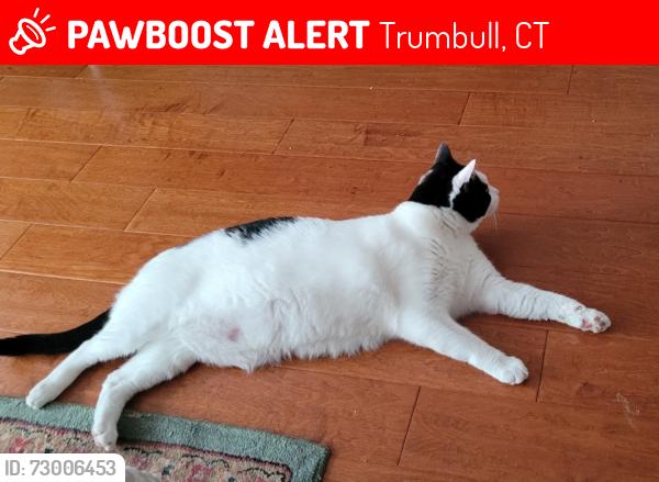 Lost Male Cat last seen Governor Trumbull Way, Trumbull, CT 06611