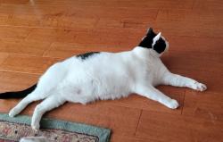 Lost Male Cat last seen Governor Trumbull Way, Trumbull, CT 06611