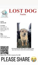 Lost Male Dog last seen San Andres St , La Presa, CA 91977