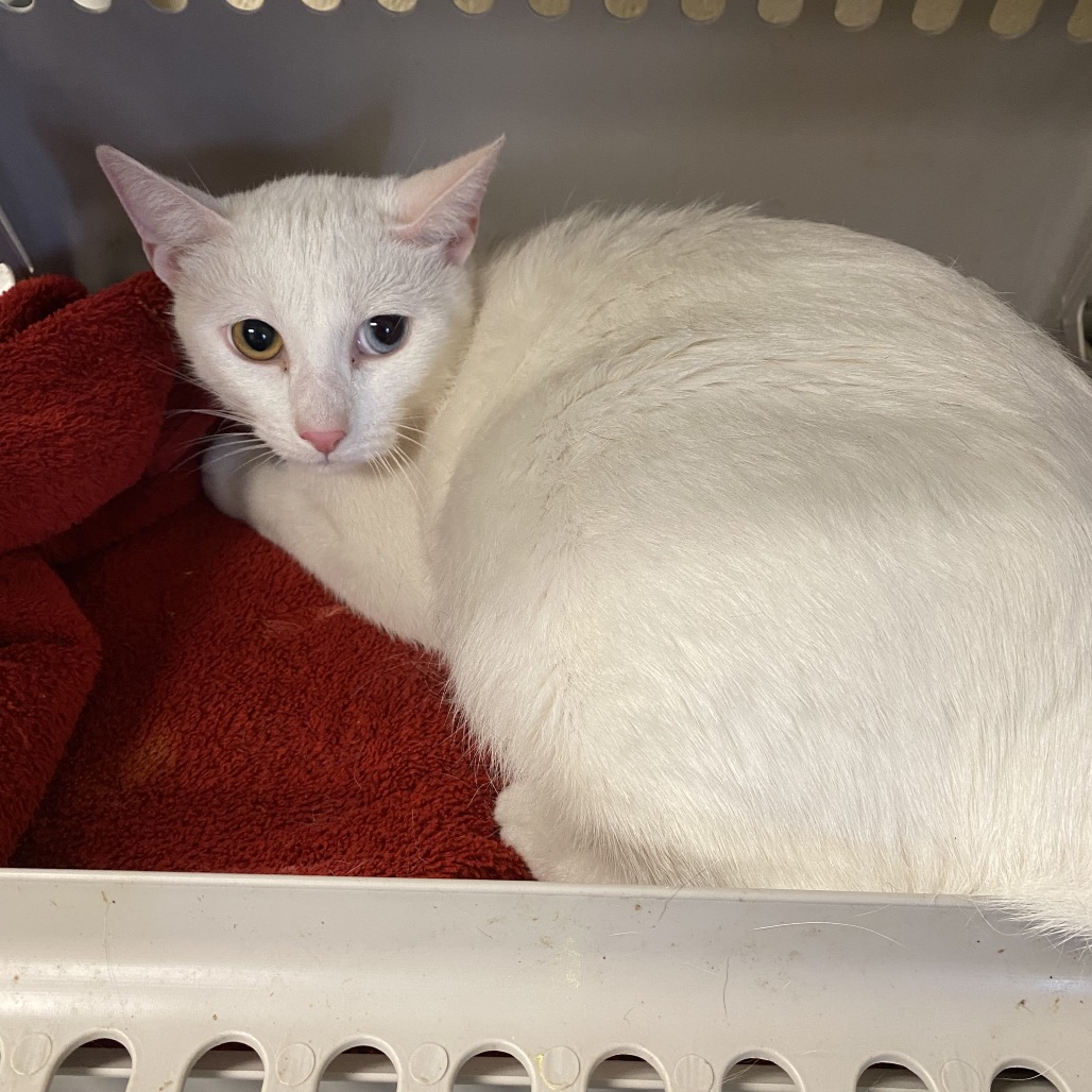 Shelter Stray Female Cat last seen , 2350 Appling City Cove, Memphis, TN 38133, USA