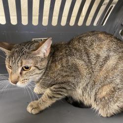 Shelter Stray Female Cat last seen , 2350 Appling City Cove, Memphis, TN 38133, USA
