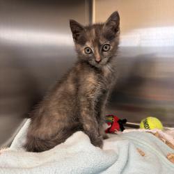 Shelter Stray Female Cat last seen , 1211 Old Graves Mill Rd, Lynchburg, VA 24502, USA
