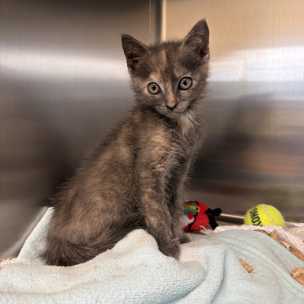 Shelter Stray Female Cat last seen , 1211 Old Graves Mill Rd, Lynchburg, VA 24502, USA