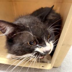 Shelter Stray Male Cat last seen , Animal Care & Control Team of Philly, 111 W Hunting Park Ave, Philadelphia, PA 19140, USA
