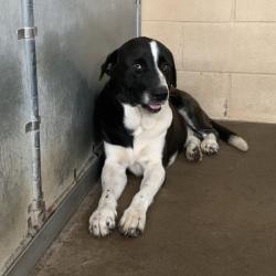 Shelter Stray Male Dog last seen , 2451 N Expressway 281, Edinburg, TX 78541, USA