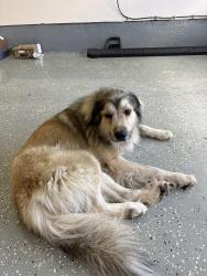Found/Stray Male Dog last seen Snow heights elementary, North Richland Hills, TX 76180