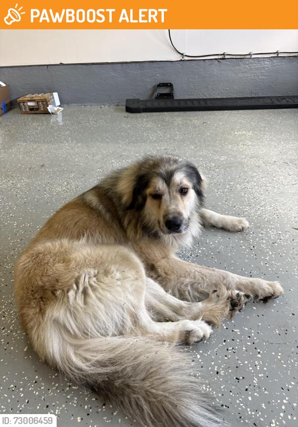 Found/Stray Male Dog last seen Snow heights elementary, North Richland Hills, TX 76180
