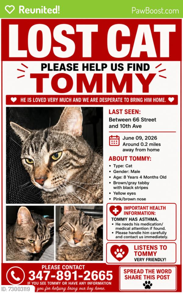 Reunited Male Cat last seen Near , Brooklyn, NY 11219
