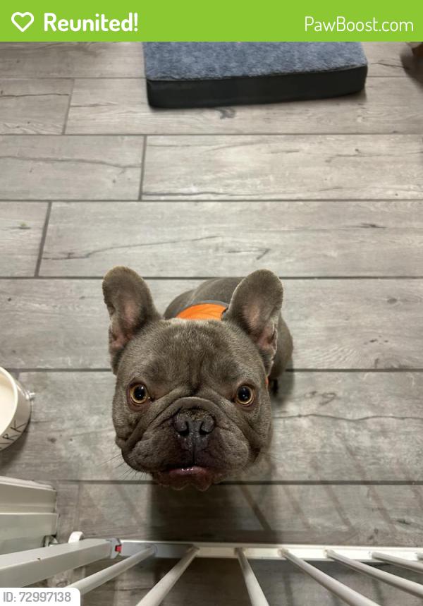Reunited Male Dog last seen Near Durango and Gomer, Las Vegas, NV 89178