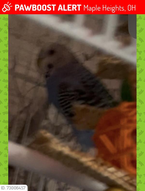 Lost Male Bird last seen Maple Heights blvd across from Maple Police and City Hall, Maple Heights, OH 44137
