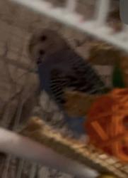 Lost Male Bird last seen Maple Heights blvd across from Maple Police and City Hall, Maple Heights, OH 44137