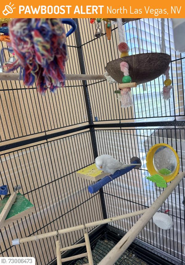 Found/Stray Unknown Bird last seen Azure and losee, North Las Vegas, NV 89030