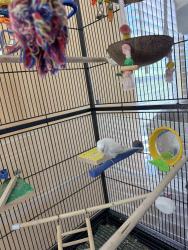 Found/Stray Unknown Bird last seen Azure and losee, North Las Vegas, NV 89030