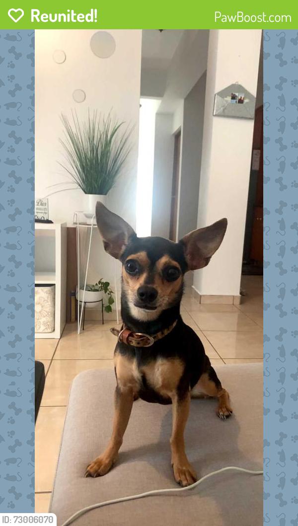 Reunited Female Dog last seen Near RED BRUSH TRL, Fort Worth, TX 76131