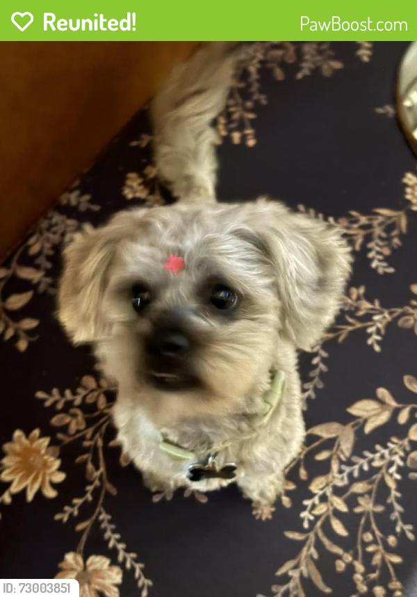 Reunited Male Dog last seen Hartsoe Rd, Winston-Salem, NC 27107