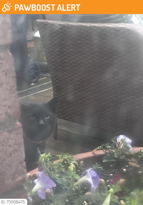 Found/Stray Male Cat last seen Derry and 9th line, Mississauga, ON L5N 6Y4