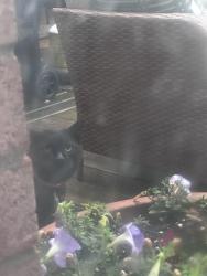 Found/Stray Male Cat last seen Derry and 9th line, Mississauga, ON L5N 6Y4