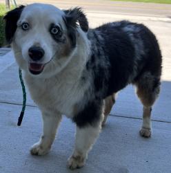 Found/Stray Female Dog last seen inson and Mayes , Independence, MO 64050