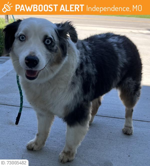 Found/Stray Female Dog last seen inson and Mayes , Independence, MO 64050