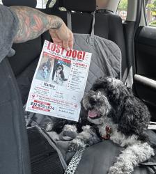 Reunited Female Dog last seen Norhill St., Houston, TX 77009