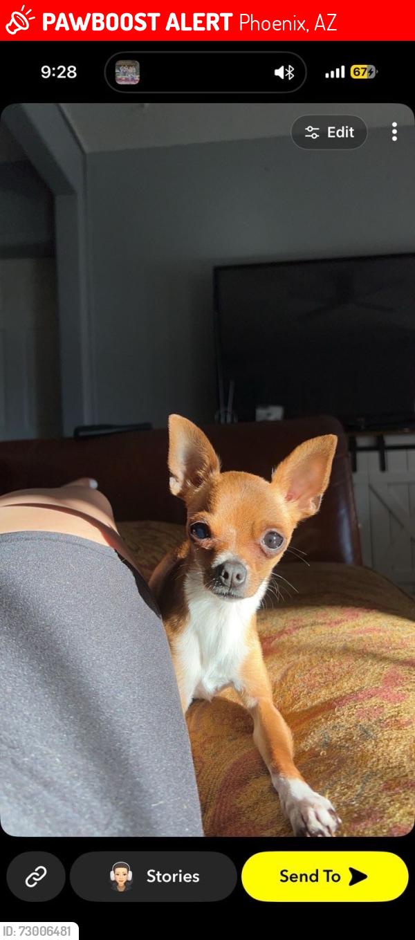 Lost Female Dog last seen 18th st and Indian school, Phoenix, AZ 85016