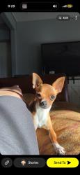 Lost Female Dog last seen 18th st and Indian school, Phoenix, AZ 85016