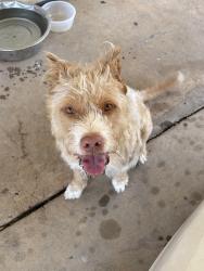 Found/Stray Male Dog last seen 54th and Drexel , Oklahoma City, OK 73159