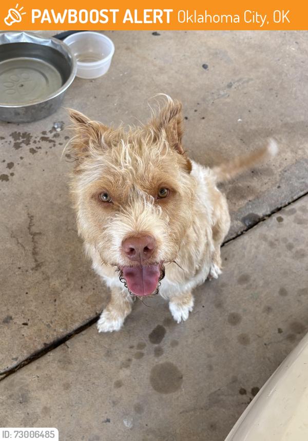 Found/Stray Male Dog last seen 54th and Drexel , Oklahoma City, OK 73159