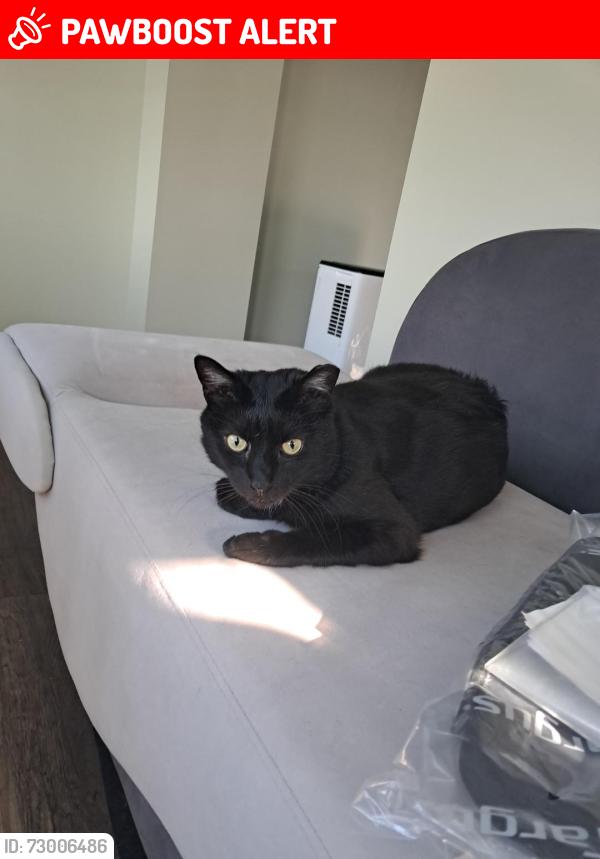 Lost Male Cat last seen New center rd, and Valley rd, Hillsborough Township, NJ 08844