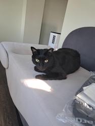 Lost Male Cat last seen New center rd, and Valley rd, Hillsborough Township, NJ 08844