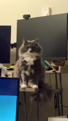 Lost Female Cat last seen 25th avenue, and E Marion st, Seattle, WA 98122