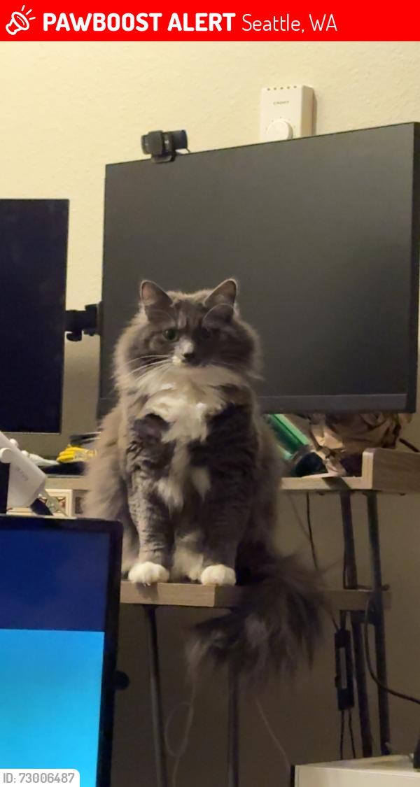 Lost Female Cat last seen 25th avenue, and E Marion st, Seattle, WA 98122